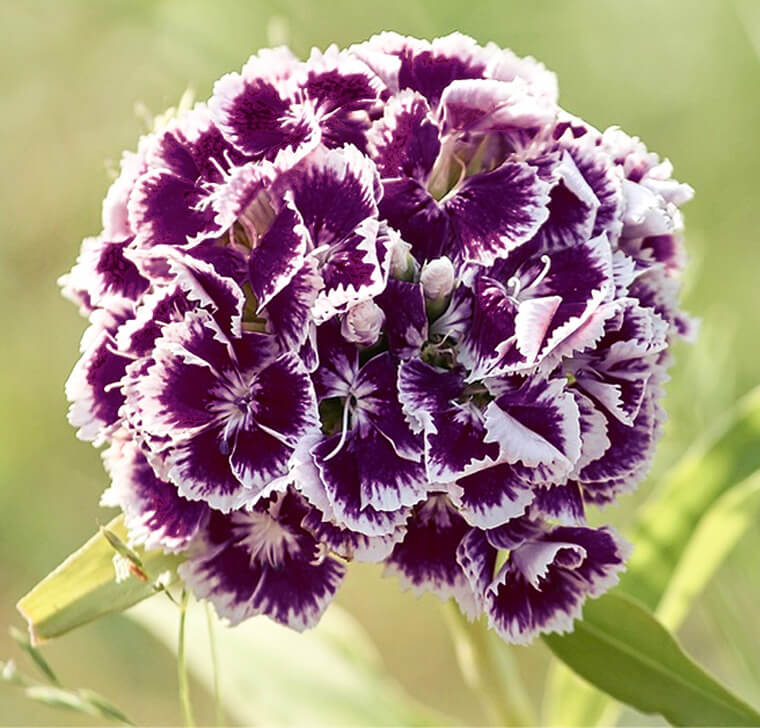 Dianthus Flower Seeds Perennial Purple – Heirloom Non-GMO High Germination Organic Garden Seeds for Planting