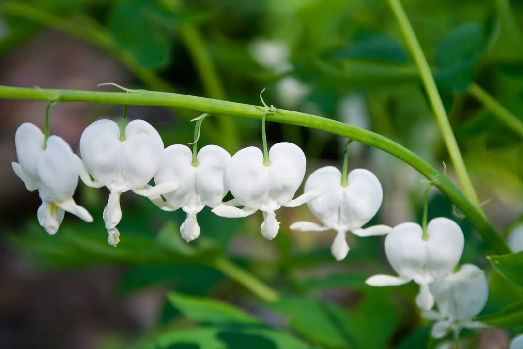 White Bleeding Heart Flower Seeds for Planting – Heirloom Non-GMO Organic Seeds