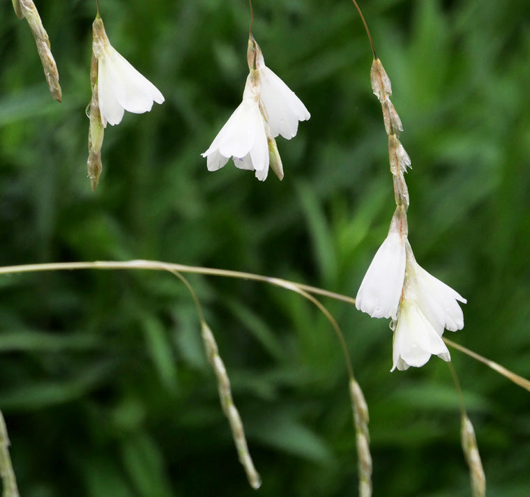 White Dierama Flower Seeds – Heirloom Non-GMO High Germination Seeds for Planting