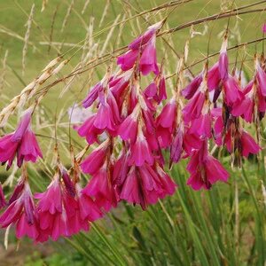 Dierama Flower Seeds Pink – Heirloom, Non-GMO, High Germination Seeds for Planting