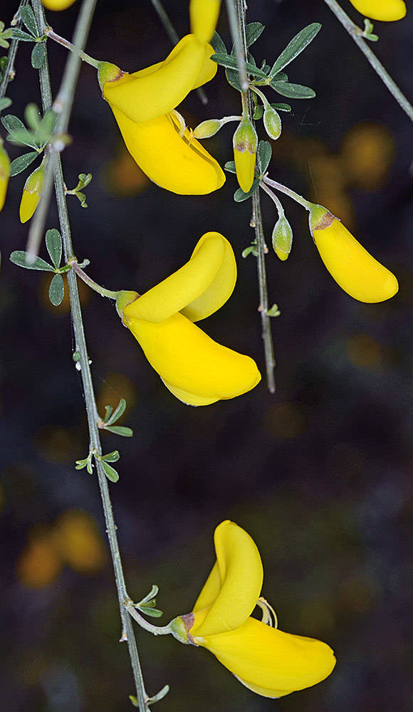 Cytisus Flower Seeds Yellow – Heirloom Non-GMO High Germination Seeds