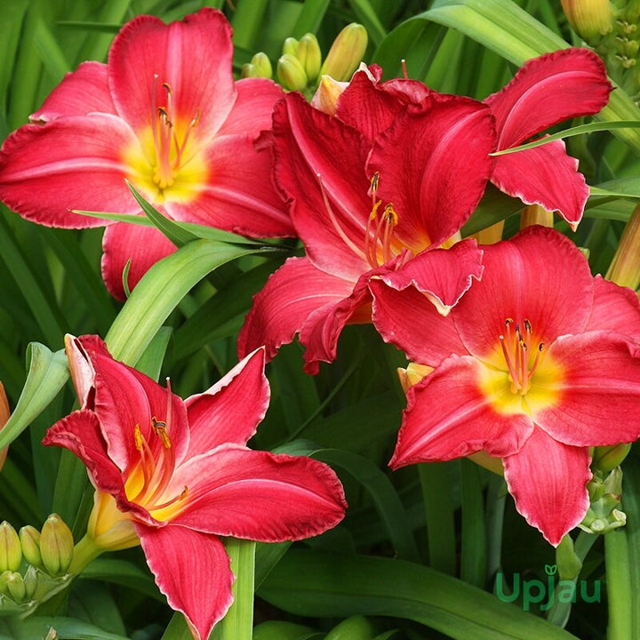 Hemerocallis Flower Seeds Red – Heirloom, Non-GMO, High Germination Seeds