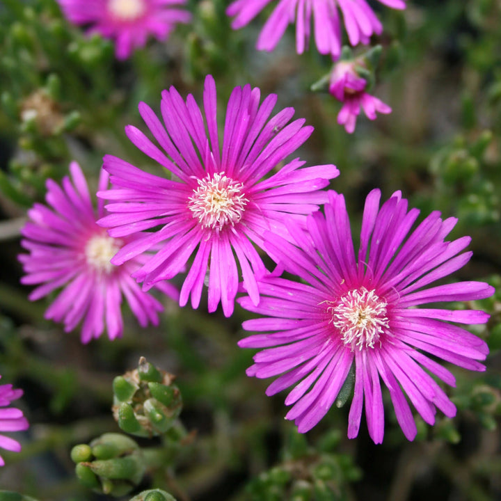 Semillas de Delosperma Rosa – Semillas Herencia No Modificadas Genéticamente de Alta Germinación