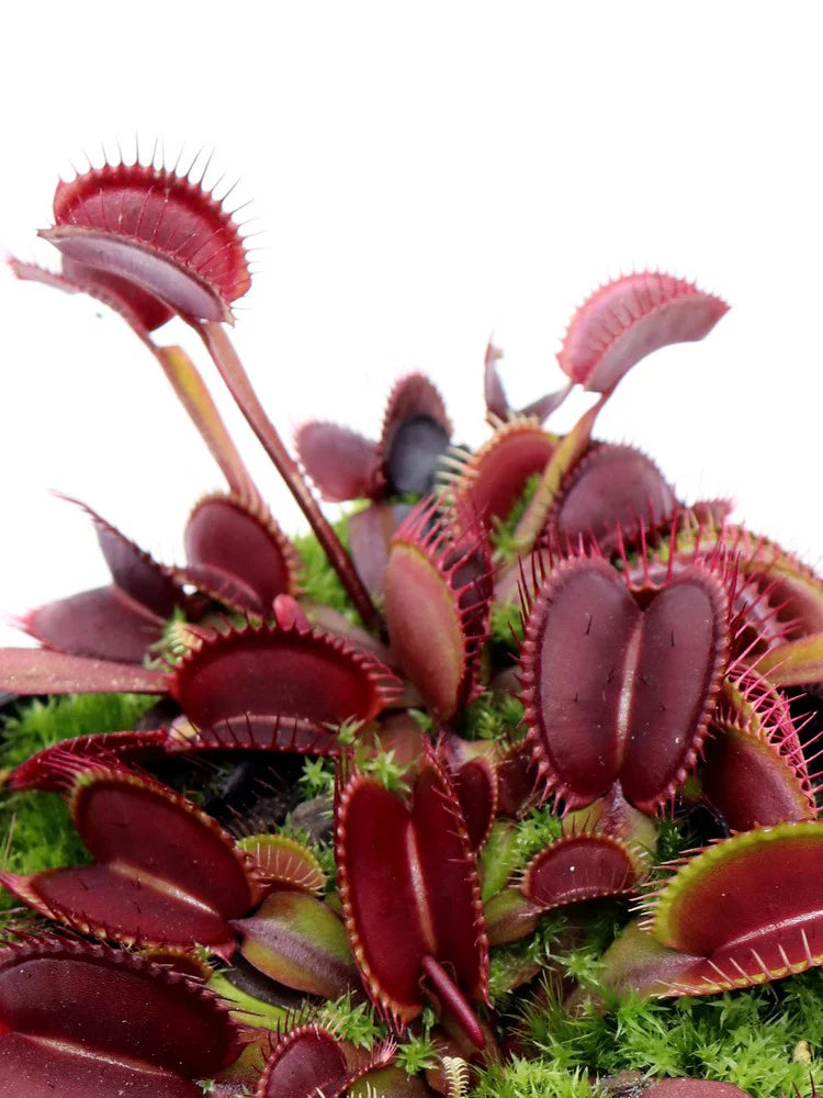 Red Venus herb seeds