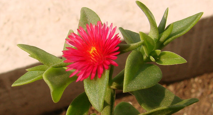 Red Aptenia Flower Seeds – Heirloom, Non-GMO, High Germination Seeds