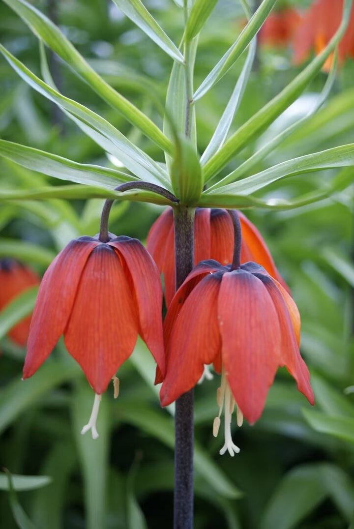 Kaiserkrone Flower Seeds – Heirloom, Non-GMO, High Germination Seeds