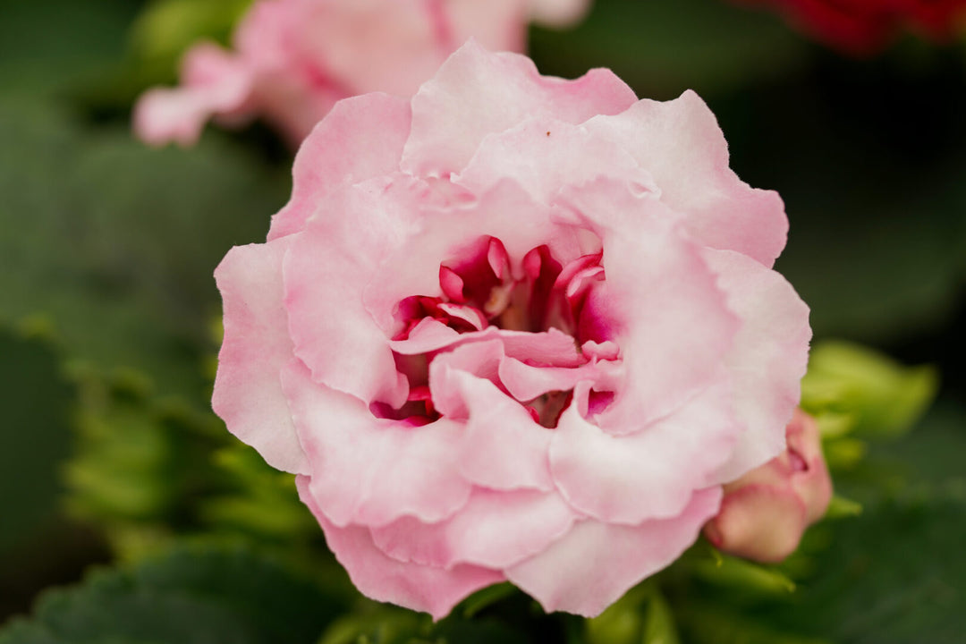 Pink Blooming Gloxinia Flower Seeds – Heirloom, Non-GMO, High Germination, Organic Garden Seeds