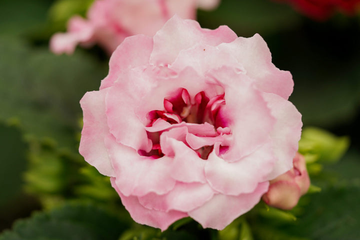 Pink Blooming Gloxinia Flower Seeds – Heirloom, Non-GMO, High Germination, Organic Garden Seeds