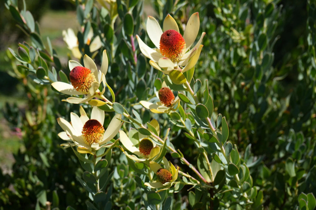 White Leucadendron Flower Seeds – Heirloom, Non-GMO, High Germination Seeds