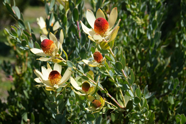 White Leucadendron Flower Seeds – Heirloom, Non-GMO, High Germination Seeds