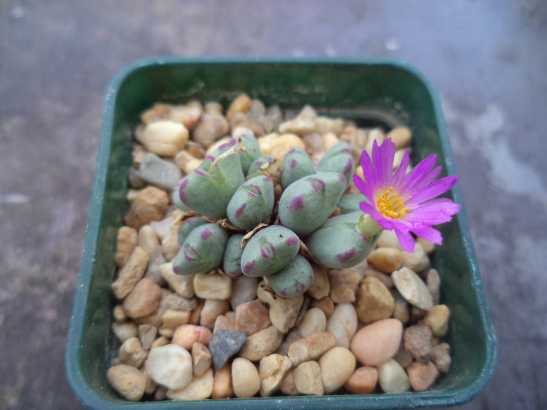 Conophytum Purple Flower Seeds for Planting Heirloom Non-GMO High Germination Organic Garden Seeds