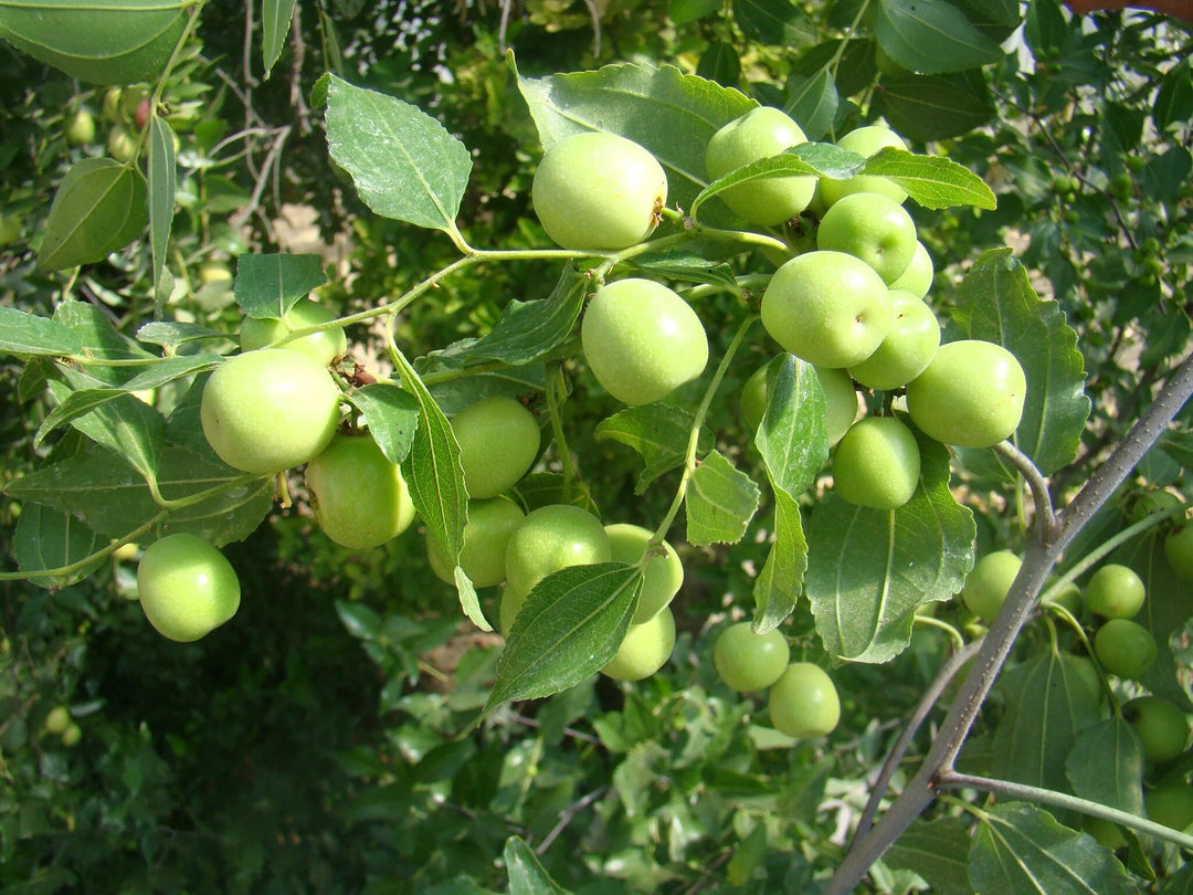 Green Ziziphus Plant Seeds – Heirloom, Non-GMO, High Germination Seeds