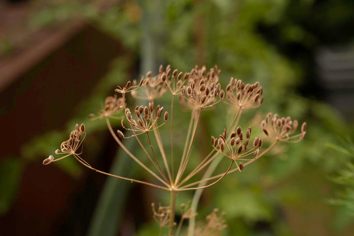 Brown Dill Grain Plant Herbs Seeds Heirloom Non-GMO High Germination Organic Garden Seeds for Planting
