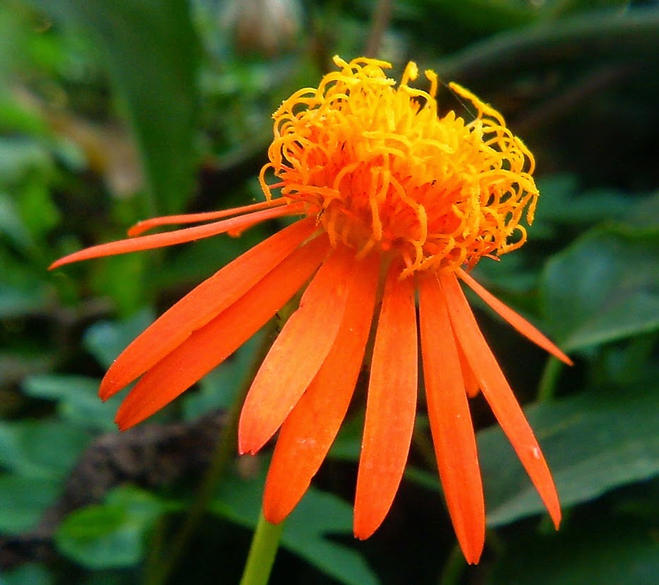 confusus mexico flower seeds