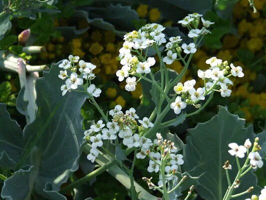 Crambe cordifolia Flower Seeds – Heirloom Non-GMO High Germination Seeds