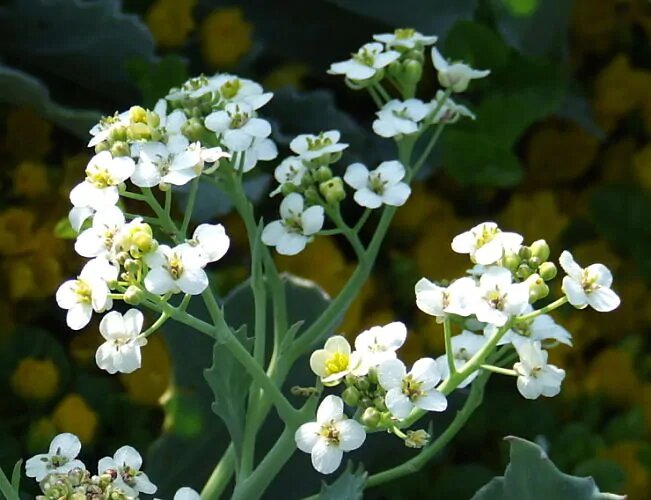Crambe cordifolia Flower Seeds – Heirloom Non-GMO High Germination Seeds