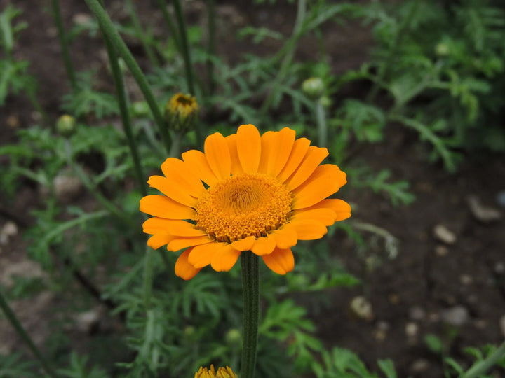 Chamomile Flower Seeds Orange – Heirloom Non-GMO High Germination Seeds for Planting