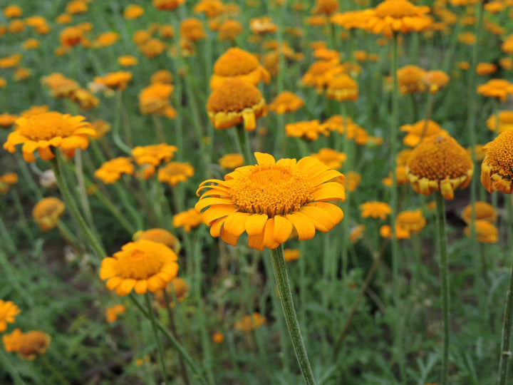 Orange Chamomile Flower Seeds – Heirloom, Non-GMO, High Germination Seeds