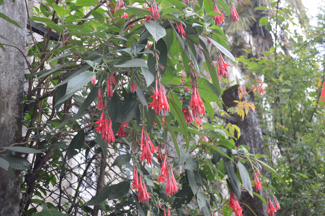 Red Fuchsia Flower Seeds for Planting – Heirloom, Non-GMO, High Germination Seeds