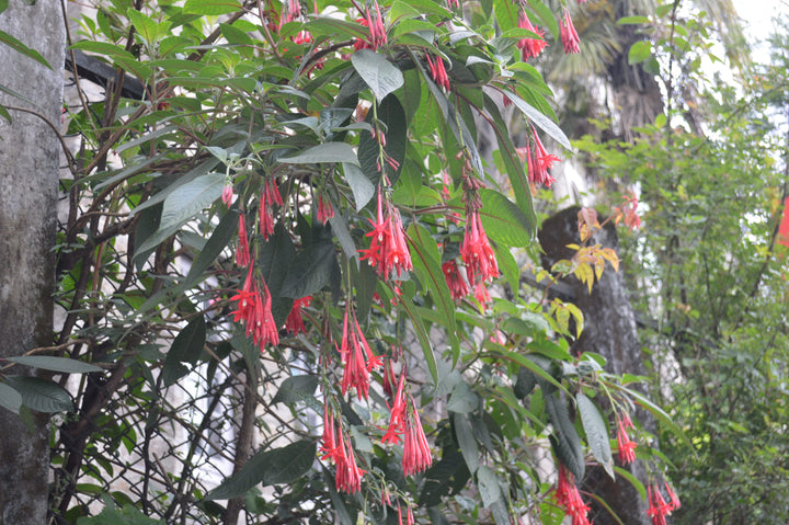 Red Fuchsia Flower Seeds for Planting – Heirloom, Non-GMO, High Germination Seeds