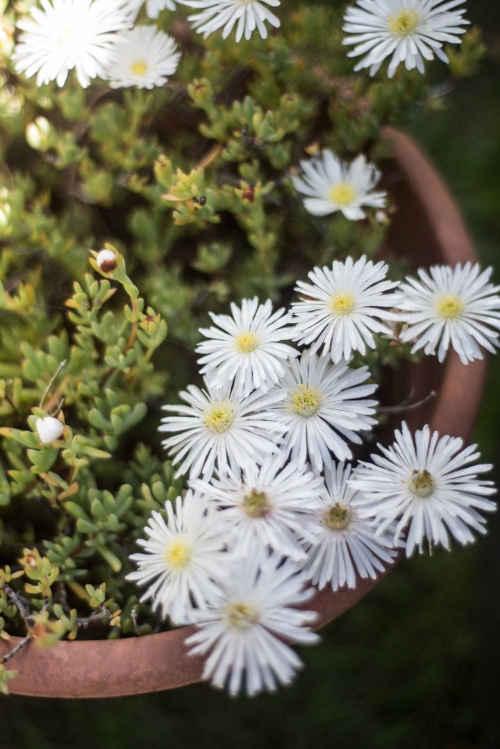 Lampranthus Flower Seeds White – Heirloom, Non-GMO, High Germination Seeds