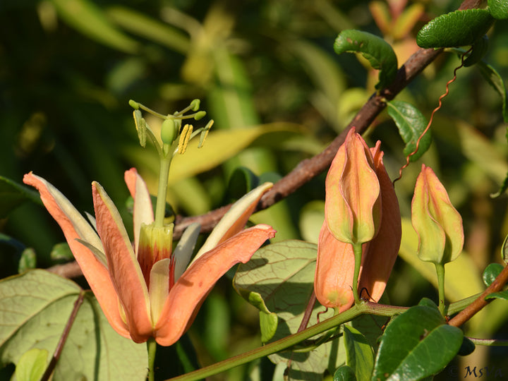 Passiflora Aurantia Blumensamen – Alte Sorte, gentechnikfrei, keimstarke Bio-Gartensamen zum Pflanzen