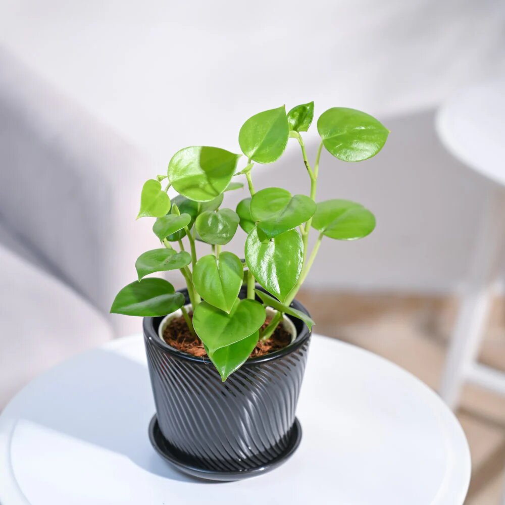 Peperomia Green Creeper Plant Seeds – Heirloom, Non-GMO, High Germination Seeds