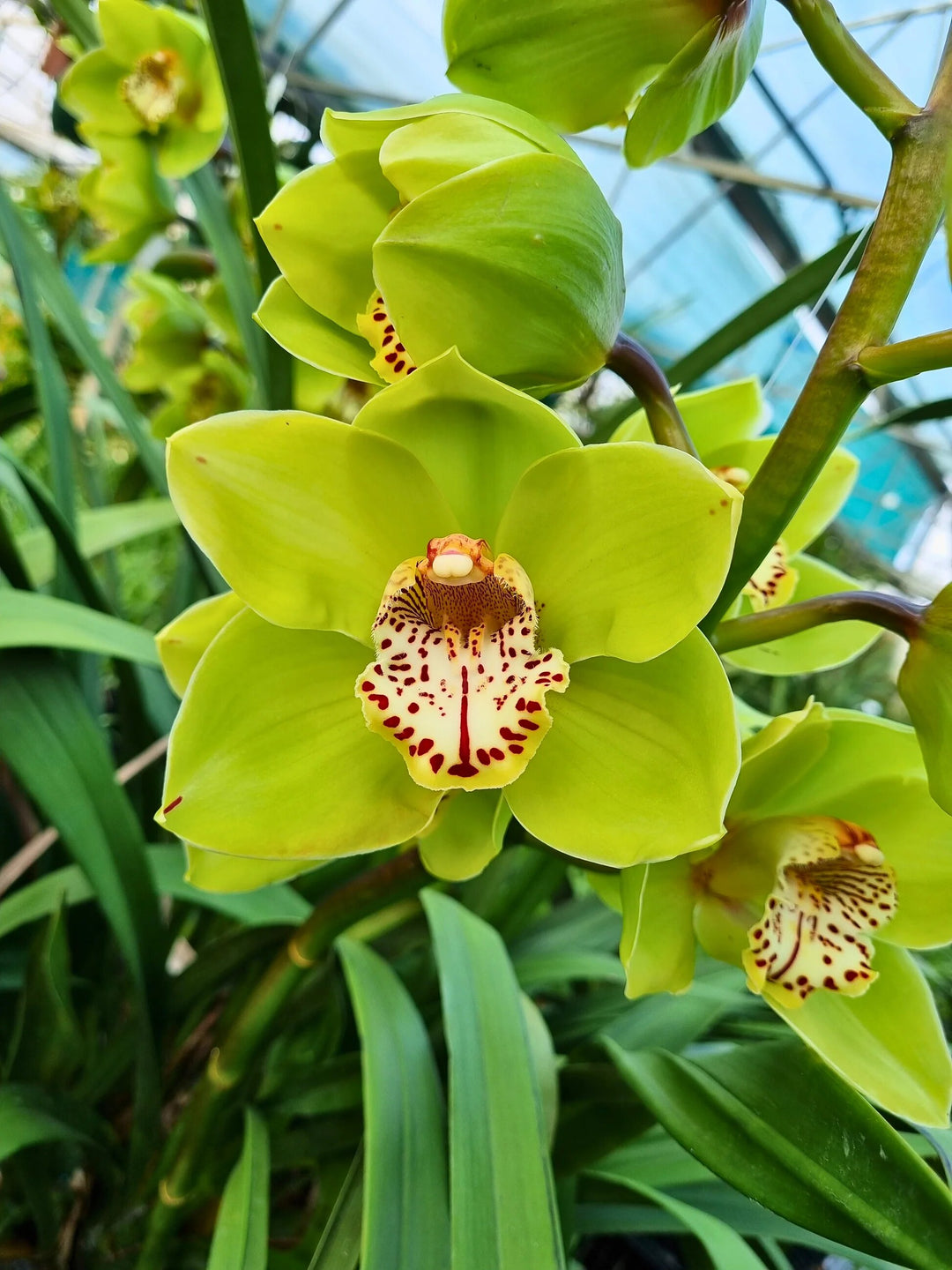 Green Orchid Flower Seeds – Heirloom, Non-GMO, High Germination Seeds