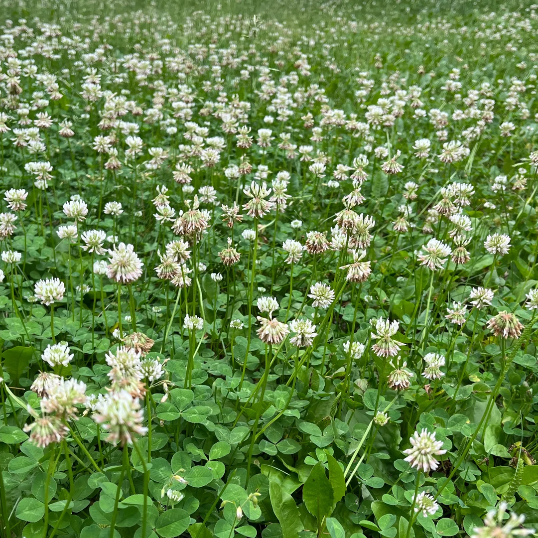 white packs flower seeds