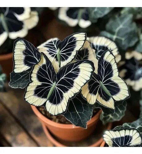 Moonlight Butterfly Begonia Flower Seeds - Cream | Heirloom Non-GMO Seeds for Planting, High Germination