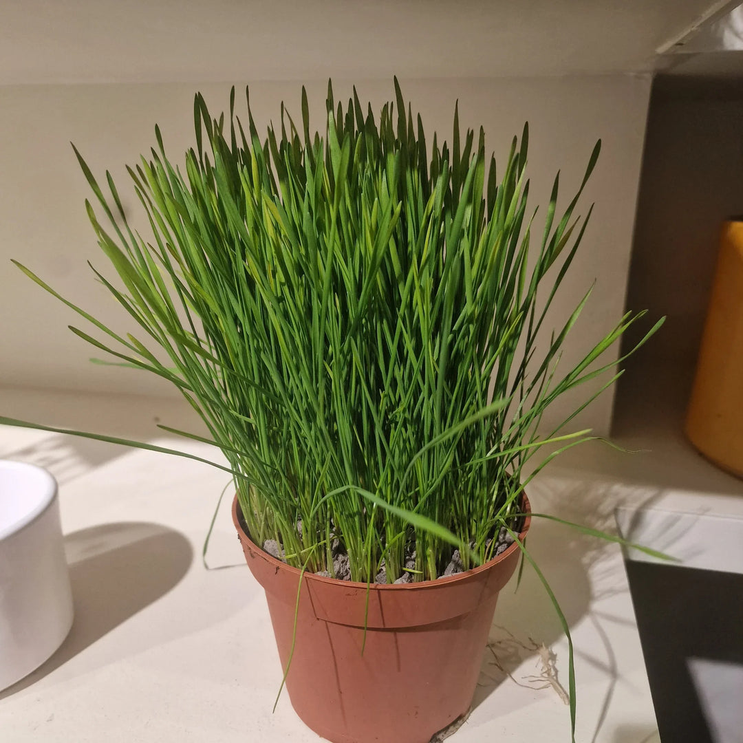Grass Dactylis herb seeds