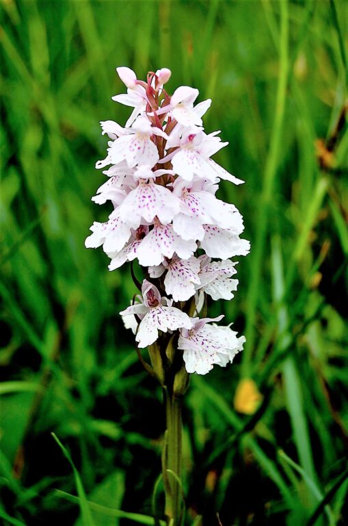 Marsh Orchid Flower Seeds White – Heirloom, Non-GMO, Organic Garden Seeds
