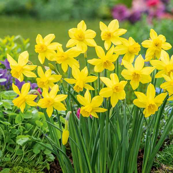 Semillas de flor de narciso amarillo – Semillas de herencia no transgénicas de alta germinación