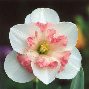 Daffodil Flower Seeds Pink White Heirloom Non-GMO High Germination Organic Garden Seeds for Planting
