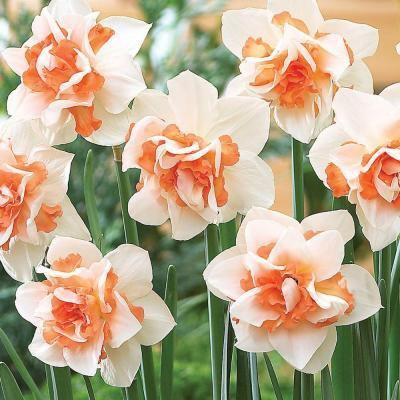 Semillas de flores de narciso blanco anaranjado – Semillas reliquia sin OMG de alta germinación