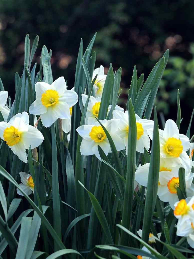 White Yellow Daffodil Flower Seeds – Heirloom Non-GMO High Germination
