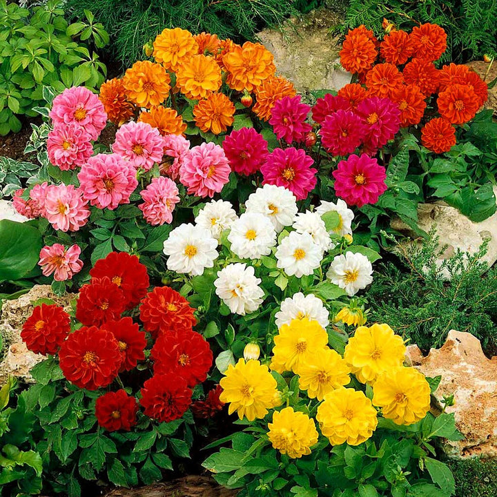 Mixed Dahlia Flower Seeds – Heirloom, Non-GMO, High Germination Seeds