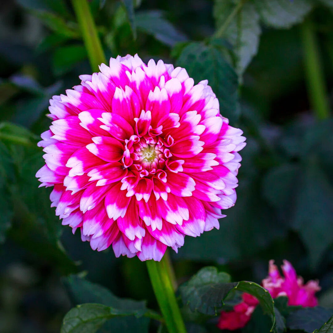 White Pink Dahlia Flower Seeds – Heirloom, Non-GMO, High Germination Organic Garden Seeds for Planting