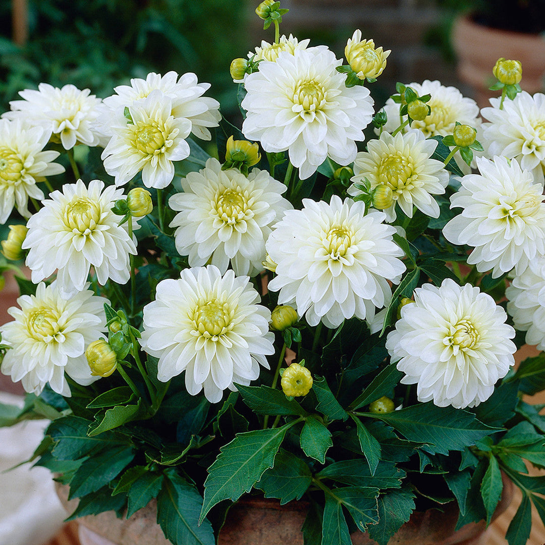 white swan flower seeds