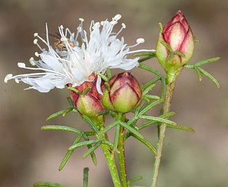 Dalea pinnata Flower Seeds – Heirloom, Non-GMO, High Germination Seeds for Planting