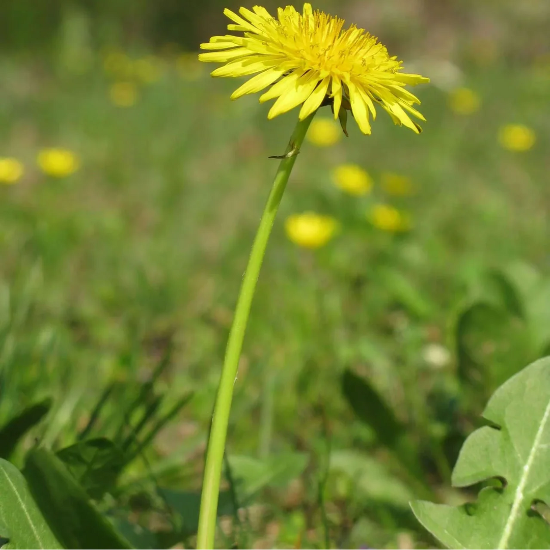 Green Dandelion herb seeds