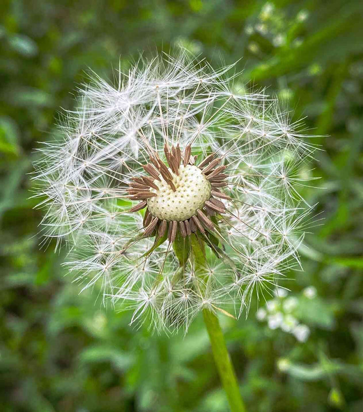 Dandelion Flower Seeds – Heirloom, Non-GMO, High Germination Organic Garden Seeds