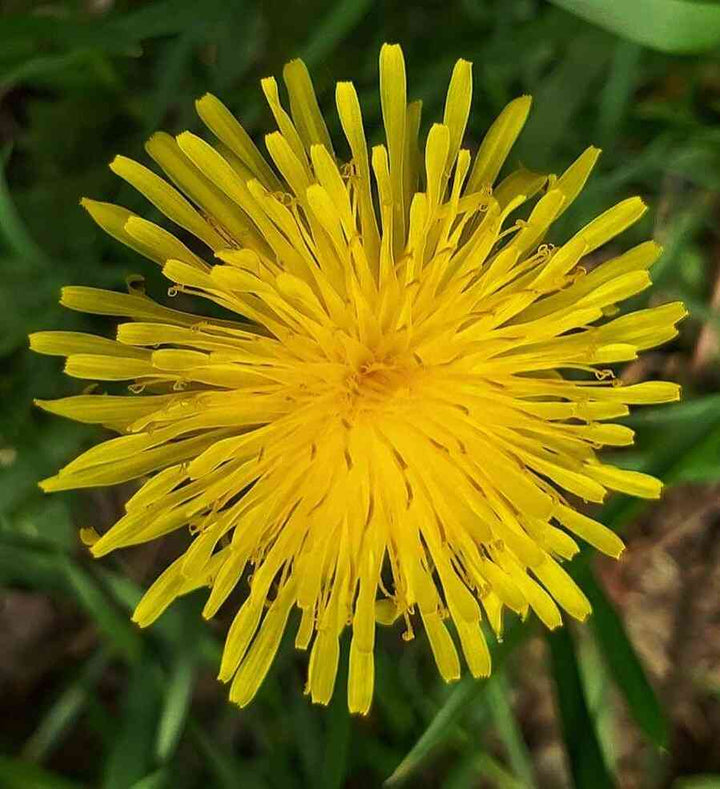Dandelion Flower Seeds Yellow – Heirloom, Non-GMO, High Germination Organic Seeds
