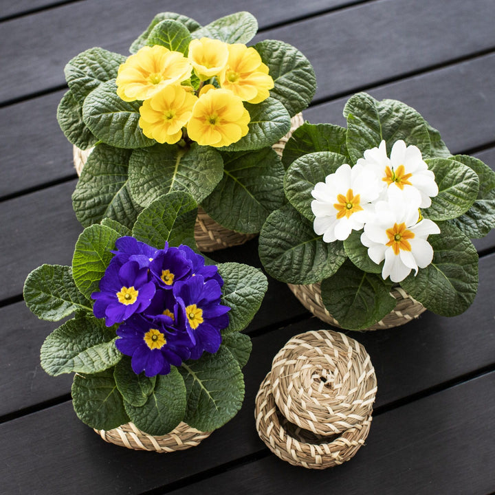 Semillas de flores de Prímula Acaulis mixtas – Cimarrón, sin OMG, semillas de alta germinación
