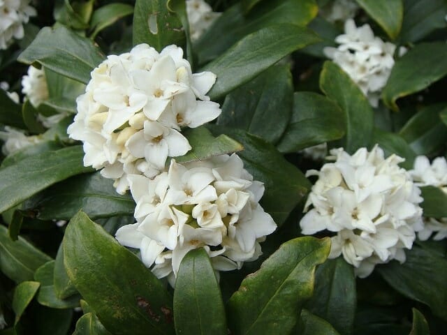 Daphne Flower Seeds White – Heirloom Non-GMO High Germination Organic Seeds