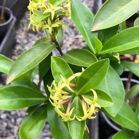 Yellow Daphne Pontica Flower Seeds – Heirloom Non-GMO High Germination Organic Seeds