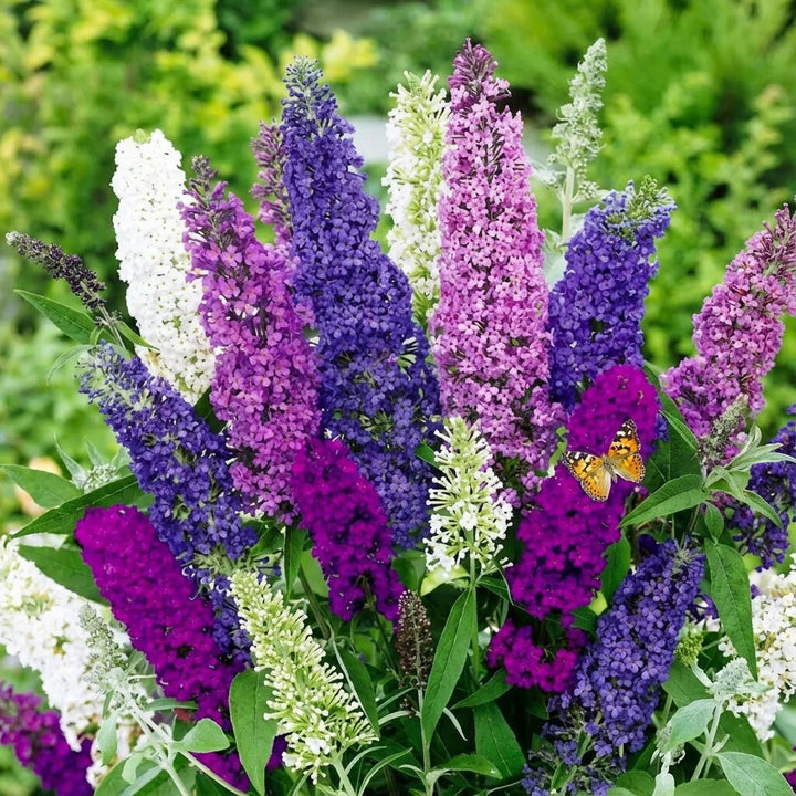 Mixed Buddleja Flower Seeds – Heirloom, Non-GMO, High Germination Seeds for Planting
