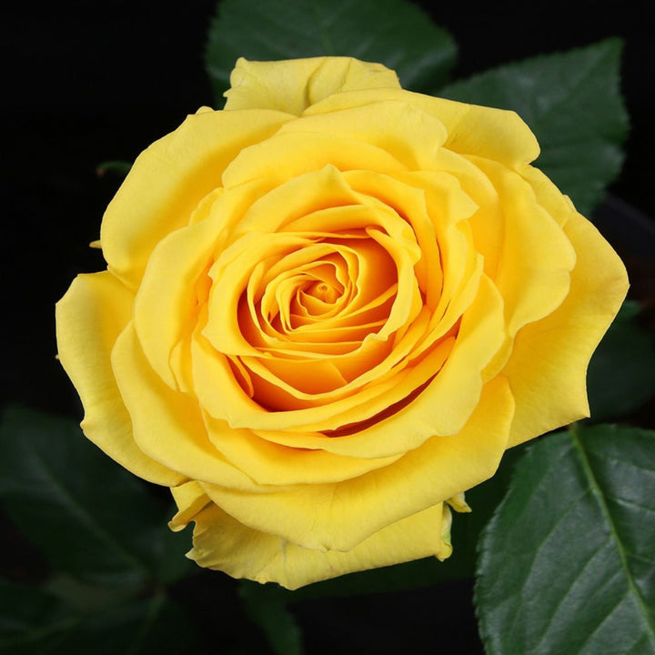 Giant Blooming Rose Flower Seeds Yellow Heirloom Non-GMO Seeds