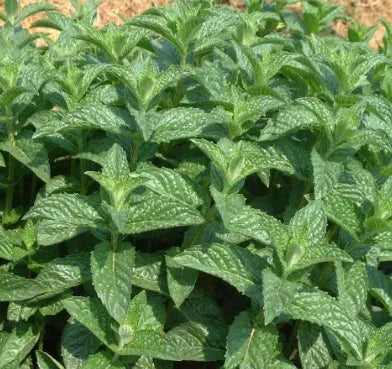 decorativearomaticspearmintflowerforplantingheirloomnongmohighgerminationorganicgarden flower seeds