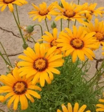 decorativeflowerbulkplantingrockgardenhighqualityvarietyursininaheirloomnongmohighgerminationorganicgarden flower seeds